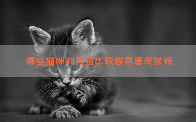 哪些猫咪和狗狗比较容易患皮肤病(图1)