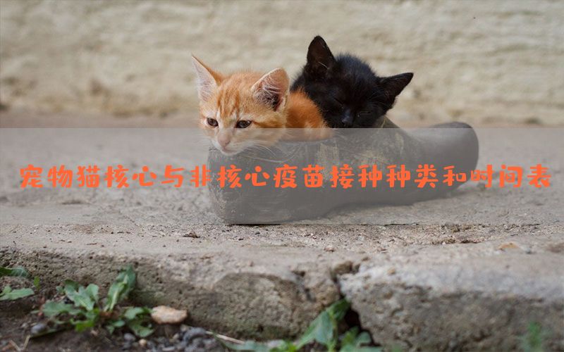 宠物猫核心与非核心疫苗接种种类和时间表