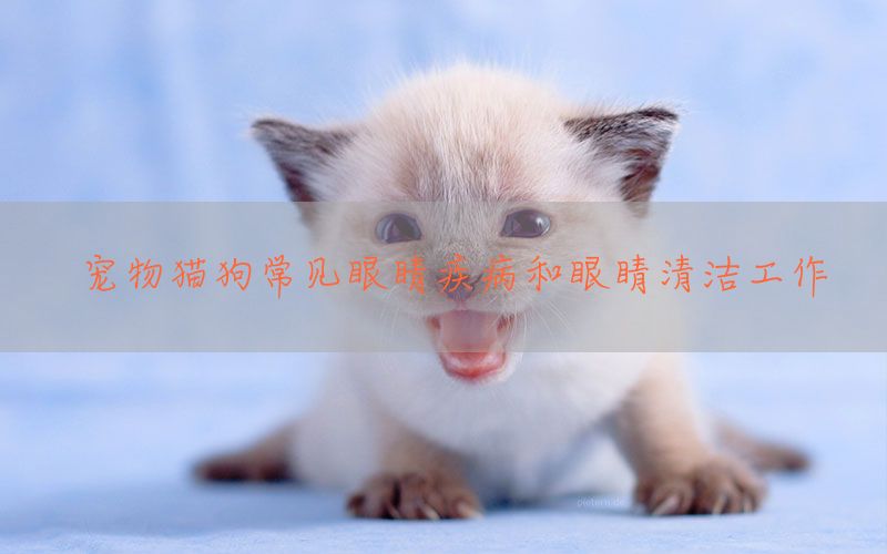 宠物猫狗常见眼睛疾病和眼睛清洁工作(图1)