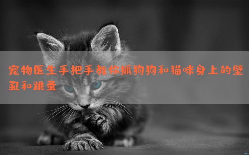 宠物医生手把手教你抓狗狗和猫咪身上的壁虱和跳蚤