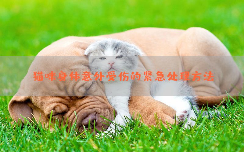 猫咪身体意外受伤的紧急处理方法(图1)