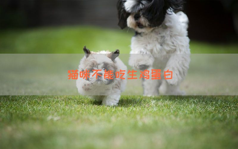 猫咪不能吃生鸡蛋白(图1)