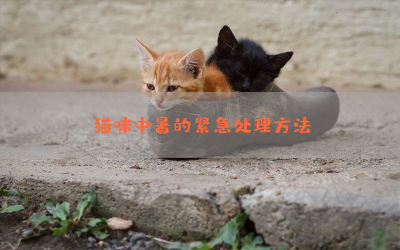 猫咪中暑的紧急处理方法