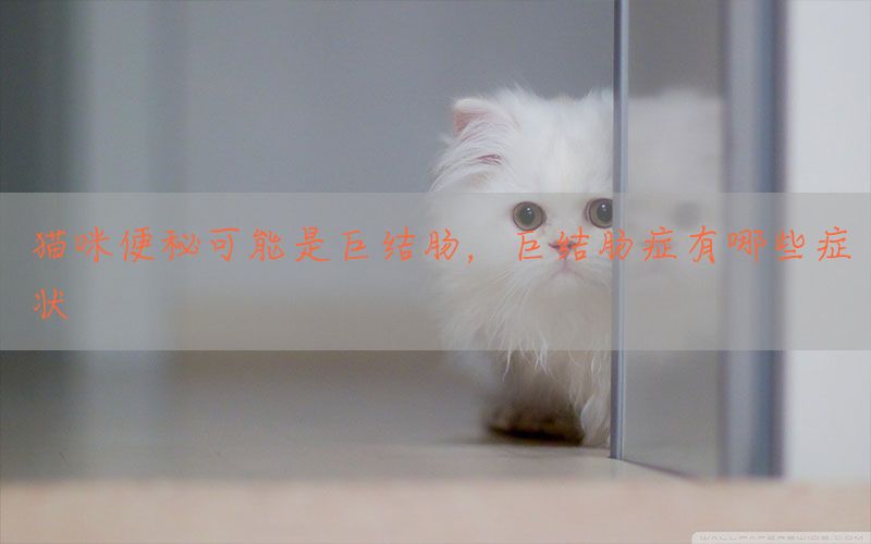 猫咪便秘可能是巨结肠，巨结肠症有哪些症状