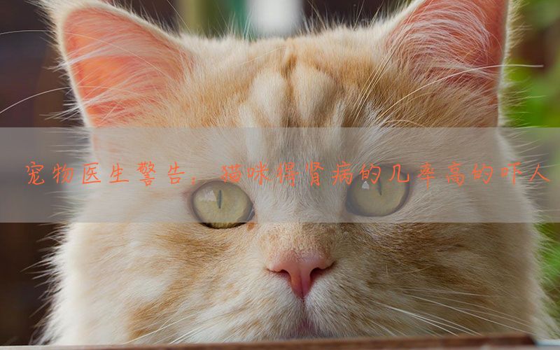 宠物医生警告：猫咪得肾病的几率高的吓人