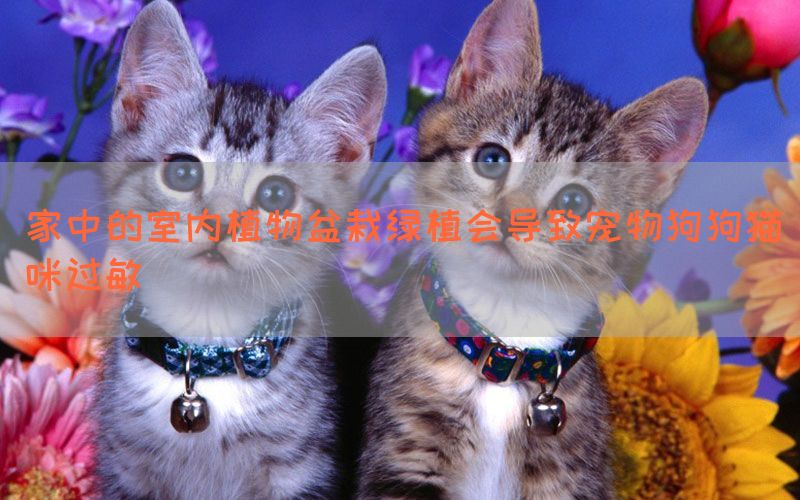 家中的室内植物盆栽绿植会导致宠物狗狗猫咪过敏(图1)