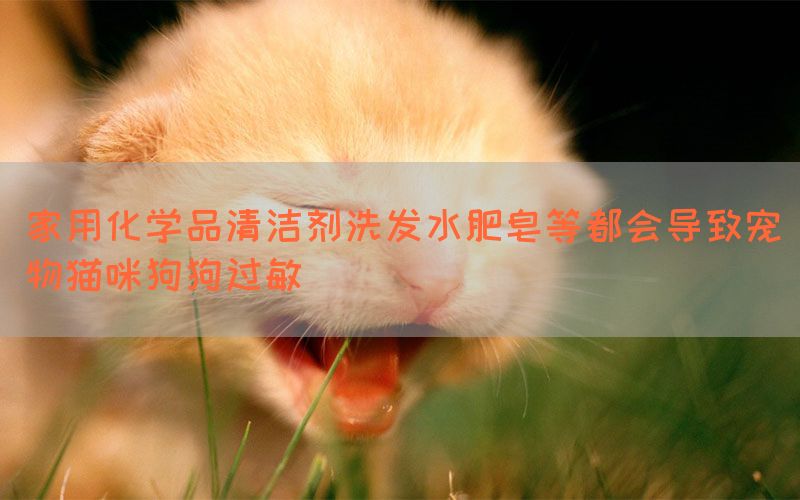 家用化学品清洁剂洗发水肥皂等都会导致宠物猫咪狗狗过敏