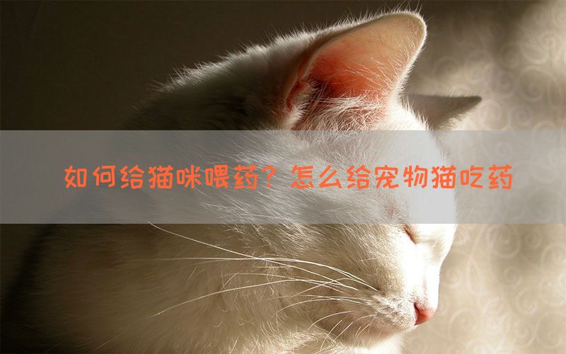 如何给猫咪喂药？怎么给宠物猫吃药(图1)