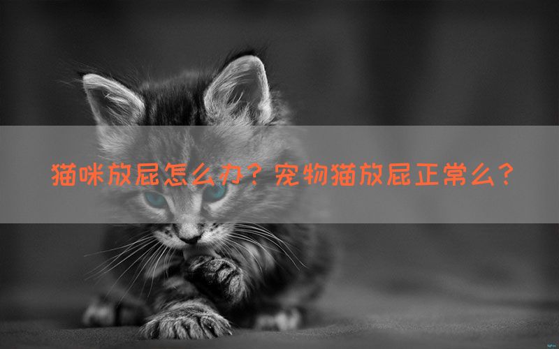 猫咪放屁怎么办？宠物猫放屁正常么？(图1)