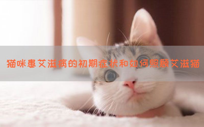 猫咪患艾滋病的初期症状和如何照顾艾滋猫(图1)