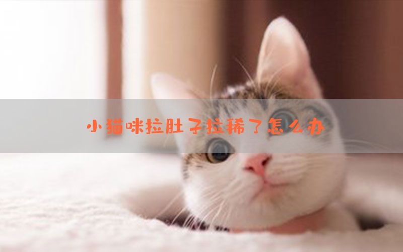 小猫咪拉肚子拉稀了怎么办？