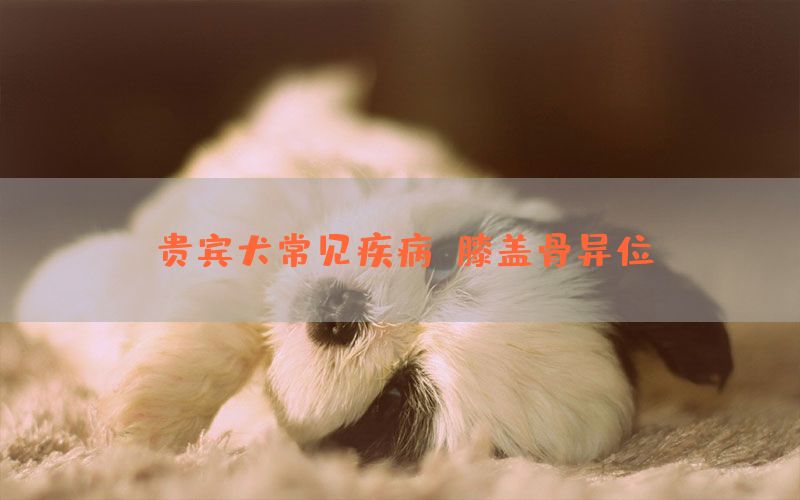 贵宾犬常见疾病：膝盖骨异位(图1)