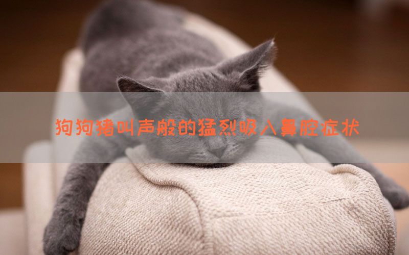 狗狗猪叫声般的猛烈吸入鼻腔症状(图1)