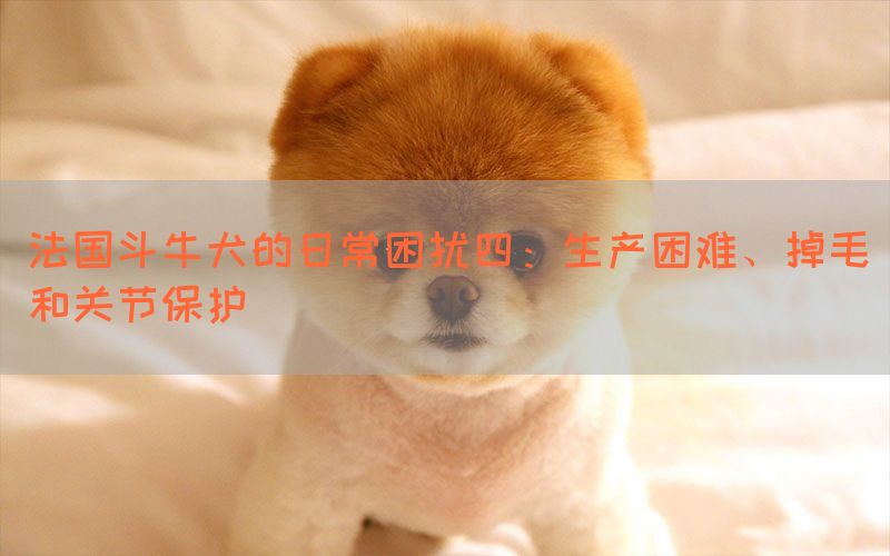 法国斗牛犬的日常困扰四：生产困难、掉毛和关节保护(图1)