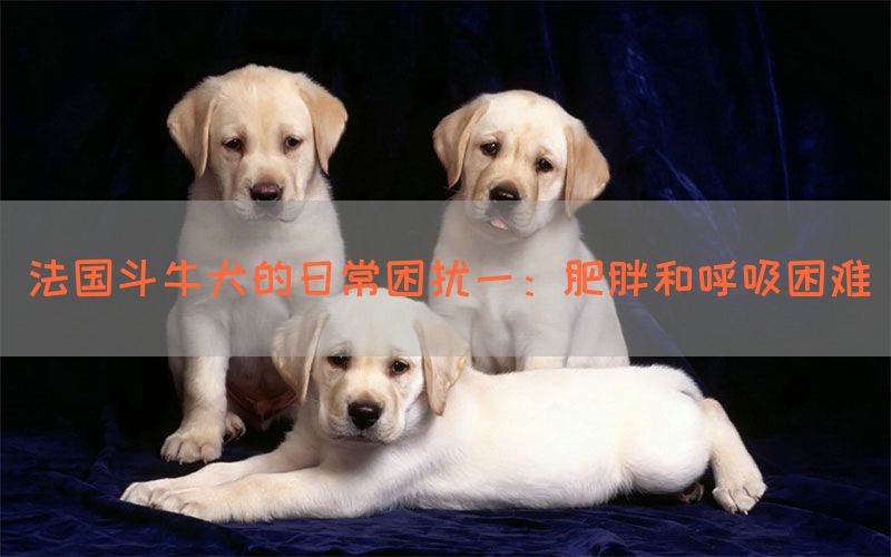 法国斗牛犬的日常困扰一：肥胖和呼吸困难