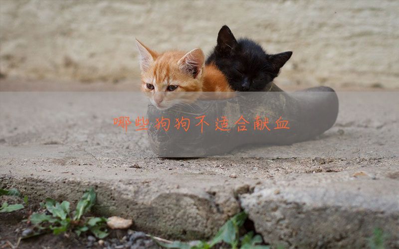 哪些狗狗不适合献血(图1)