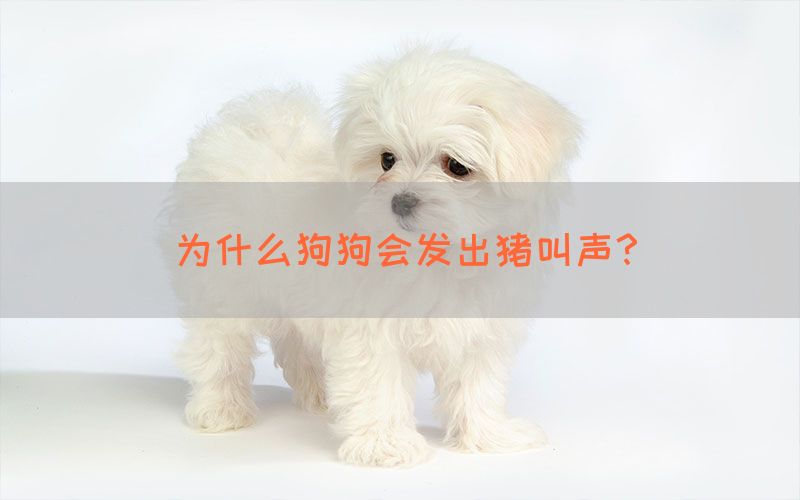 为什么狗狗会发出猪叫声？