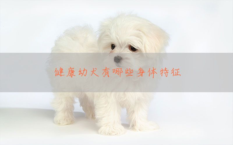 健康幼犬有哪些身体特征(图1)