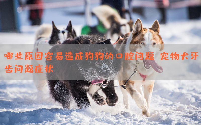 哪些原因容易造成狗狗的口腔问题?宠物犬牙齿问题症状