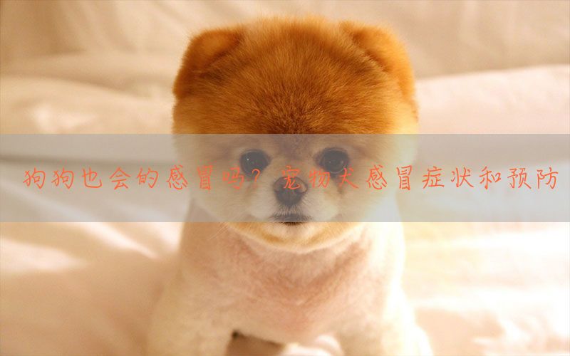 狗狗也会的感冒吗？宠物犬感冒症状和预防(图1)