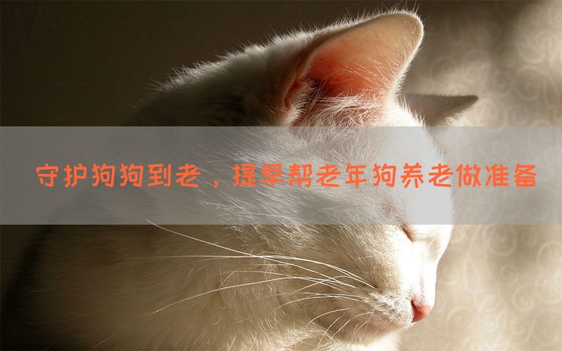 守护狗狗到老，提早帮老年狗养老做准备