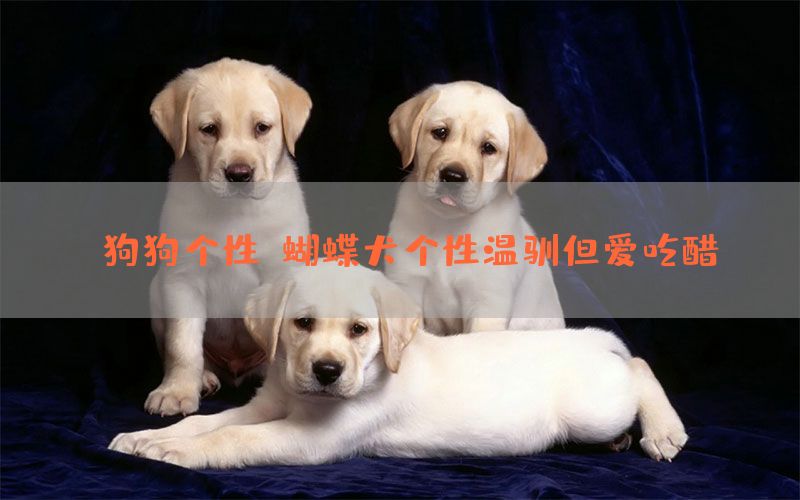 【狗狗个性】蝴蝶犬个性温驯但爱吃醋