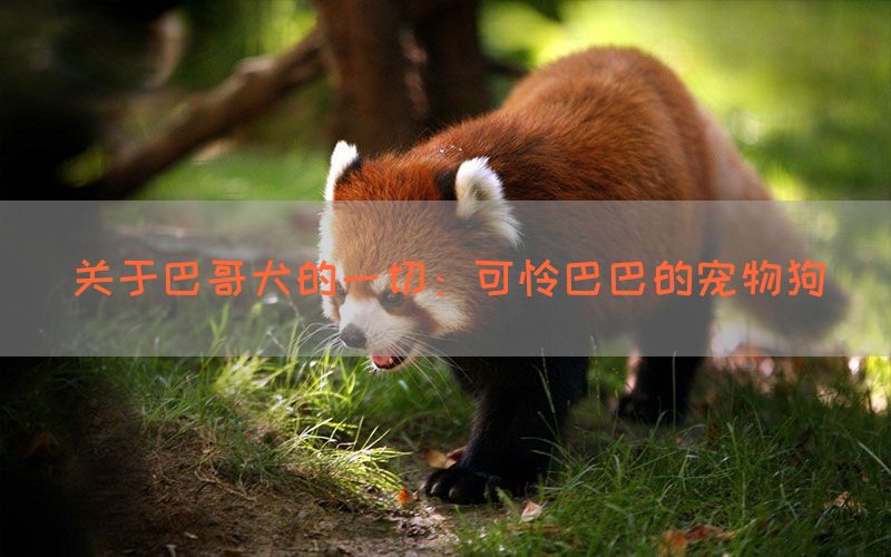 关于巴哥犬的一切：可怜巴巴的宠物狗(图1)